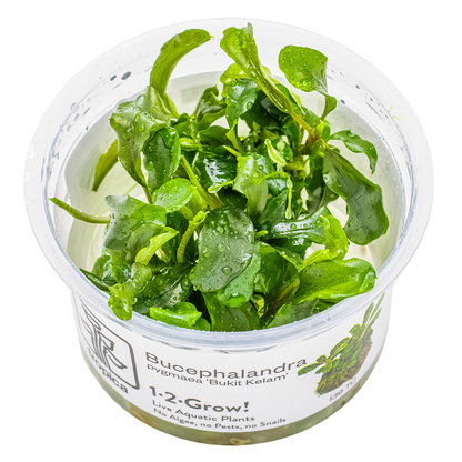 Tropica Bucephalandra pygmaea 'Bukit Kelam' 1-2-Grow In Vitro
