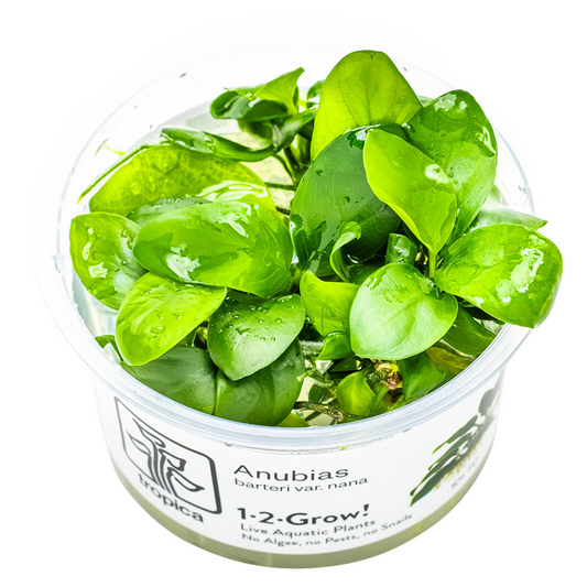 Tropica Anubias barteri nana 1-2-Grow In Vitro