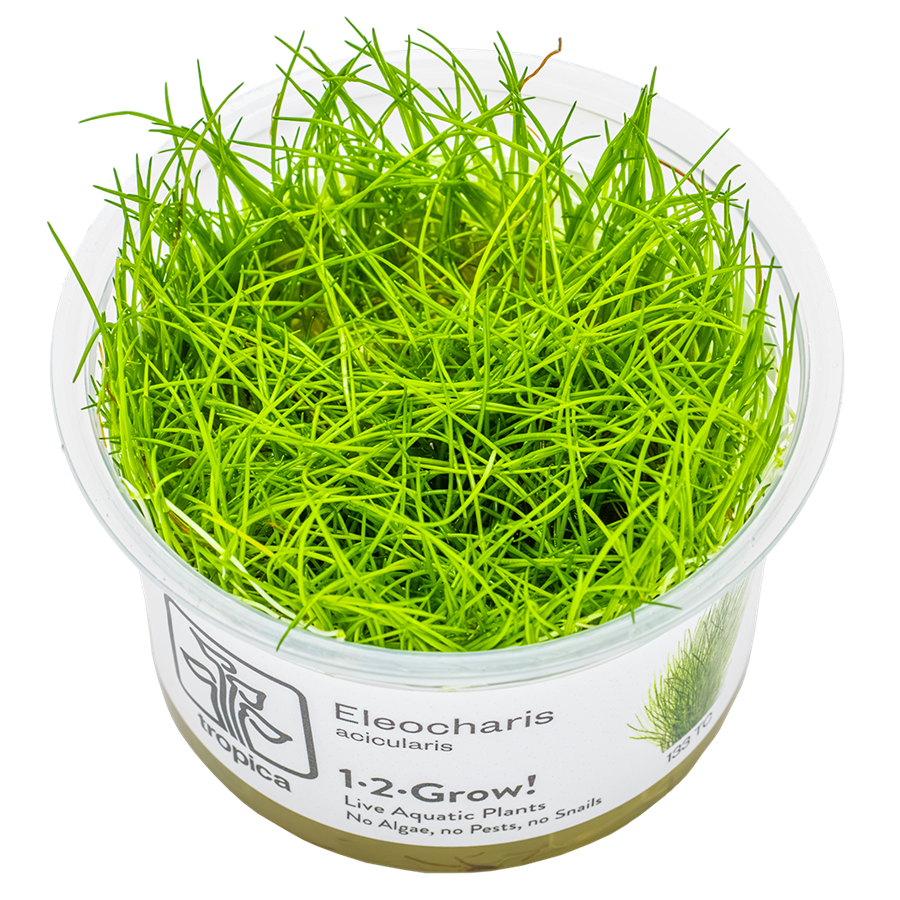 Tropica Eleocharis acicularis 1-2-Grow In Vitro