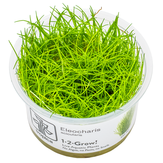 Tropica Eleocharis acicularis 1-2-Grow In Vitro