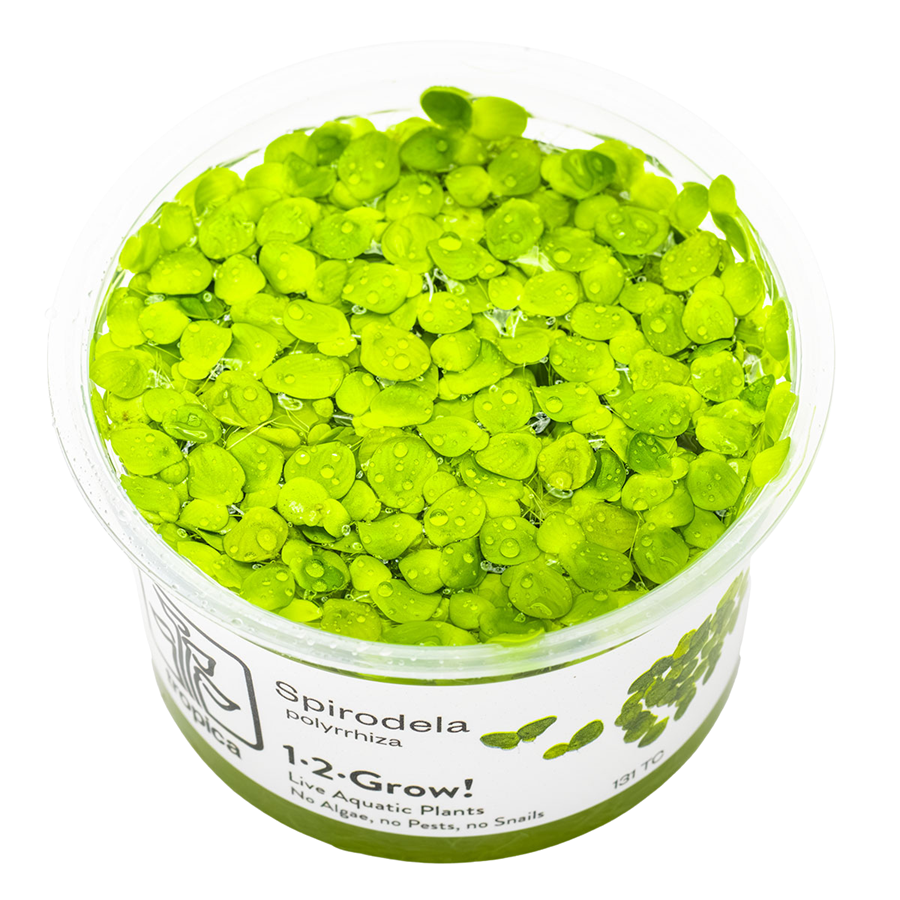 Tropica Spirodela polyrrhiza 1-2-Grow In Vitro