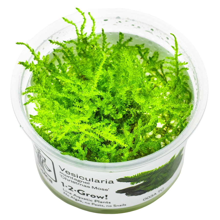 Tropica Vesicularia montagnei 'Christmas Moss' 1-2-Grow In Vitro