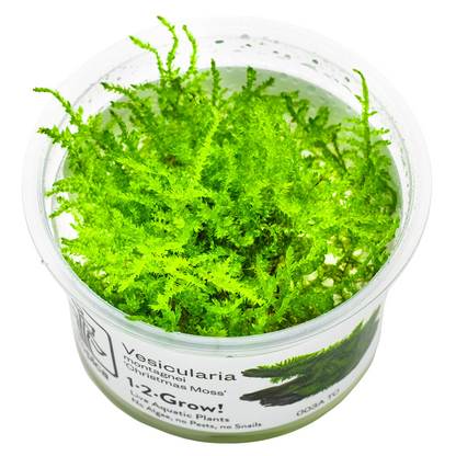 Tropica Vesicularia montagnei 'Christmas Moss' 1-2-Grow In Vitro