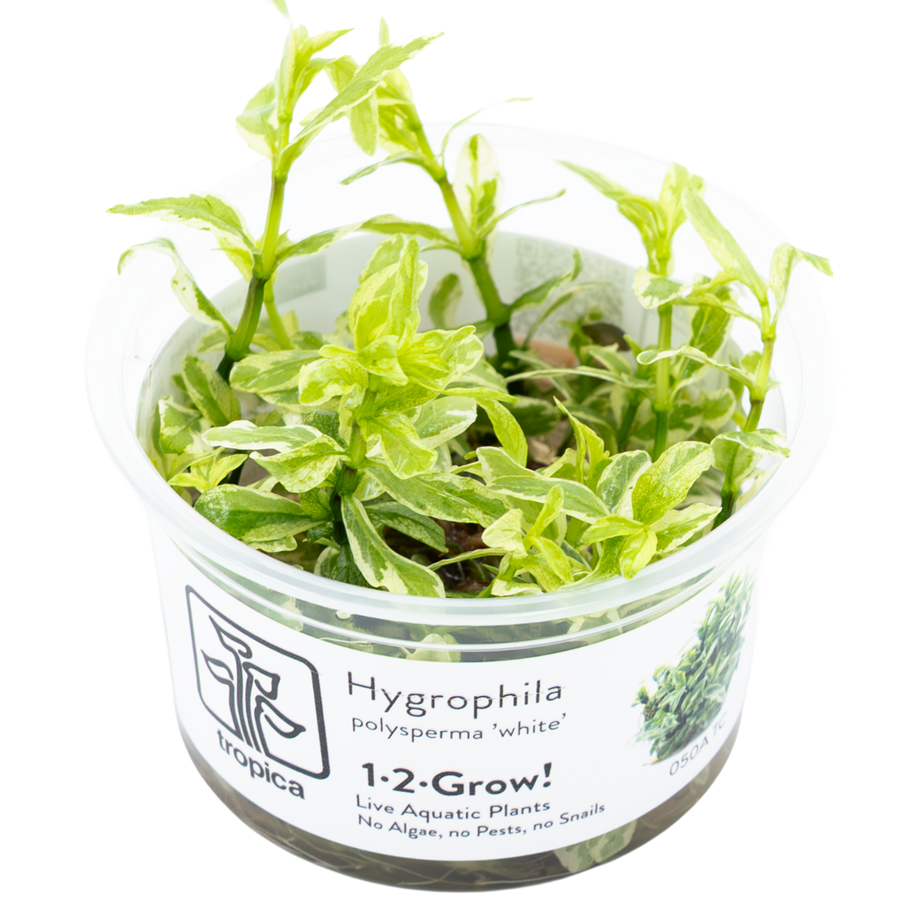 Tropica Hygrophila polysperma 'White' 1-2-Grow In Vitro