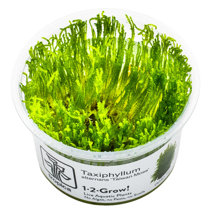 Tropica Taxiphyllum alternans 'Taiwan Moss' 1-2-Grow In Vitro