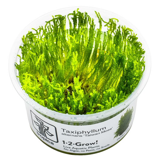 Tropica Taxiphyllum alternans 'Taiwan Moss' 1-2-Grow In Vitro