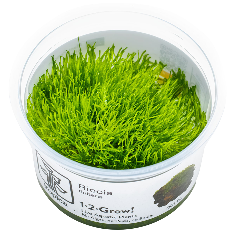 Tropica Riccia fluitans 1-2-Grow In Vitro