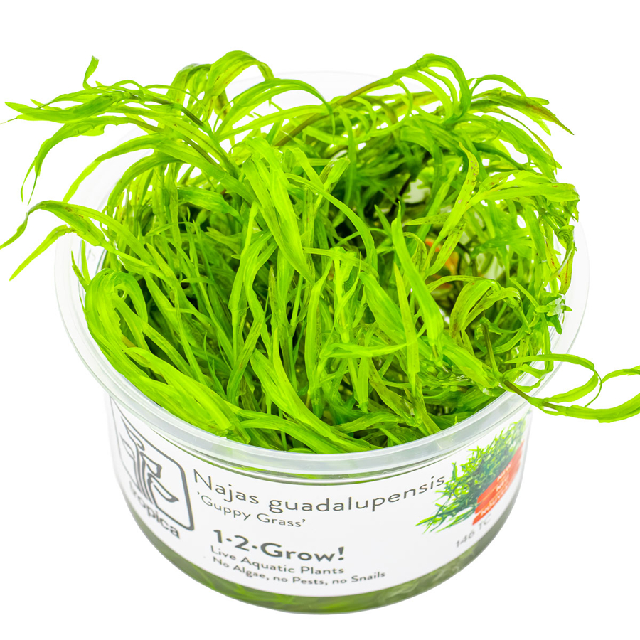 Tropica Najas guadalupensis 'Guppy Grass' 1-2-Grow In Vitro