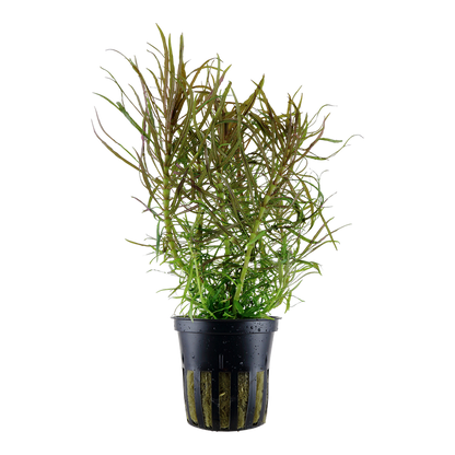 Tropica Pogostemon stellatus Topfpflanze