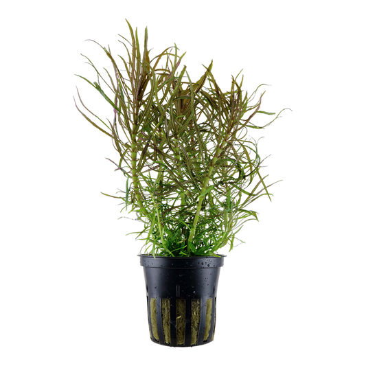 Tropica Pogostemon stellatus Topfpflanze