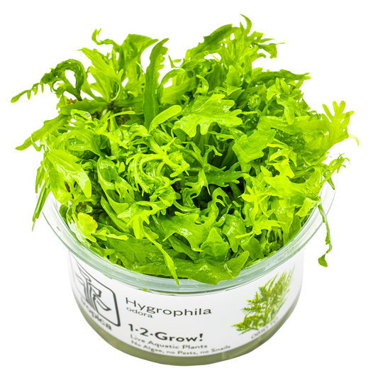 Tropica Hygrophila odora 1-2-Grow In Vitro