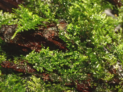Tropica Riccardia chamedryfolia – 1-2-Grow! In Vitro Korallenmoos