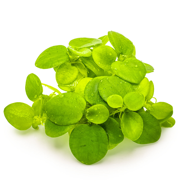 Tropica Limnobium laevigatum (Froschbiss) – 1-2-Grow! In Vitro