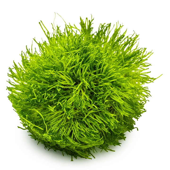 Tropica Riccia fluitans – 1-2-Grow! In Vitro