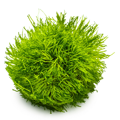 Tropica Riccia fluitans – 1-2-Grow! In Vitro