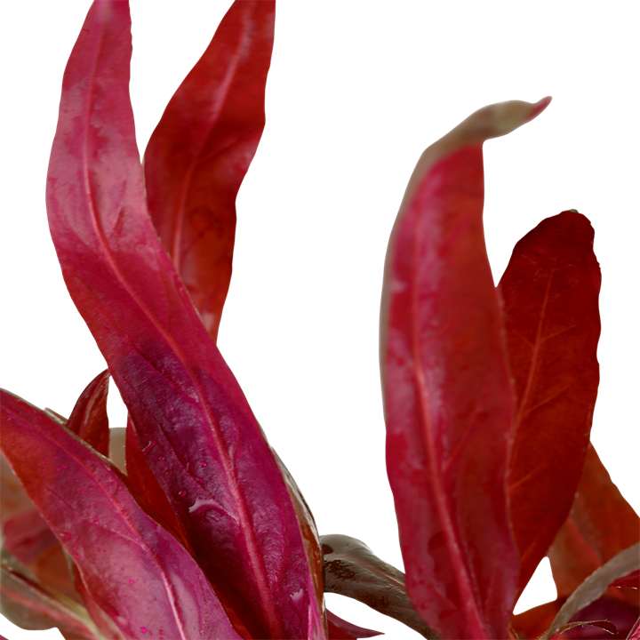 Tropica Alternanthera reineckii 'Pink' – Plante en pot