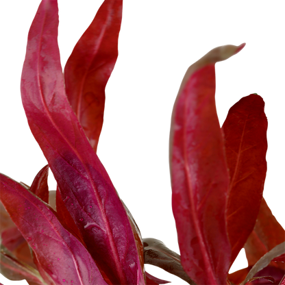 Tropica Alternanthera reineckii 'Pink' – Plante en pot