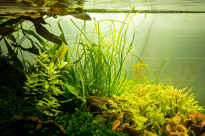 Tropica Sagittaria subulata 'Needle Leaf' – 1-2-Grow! In Vitro