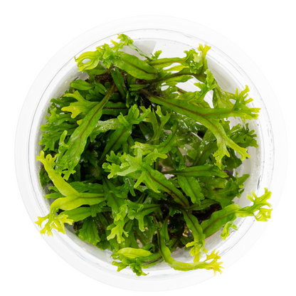 Tropica Microsorum pteropus 'Windeløv' – 1-2-Grow! In Vitro