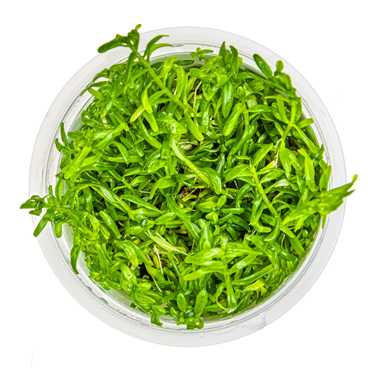 Tropica Rotala rotundifolia 'Green' – 1-2-Grow! In Vitro