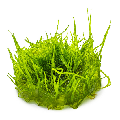 Tropica Taxiphyllum barbieri 'Bogor Moss' – 1-2-Grow! In Vitro