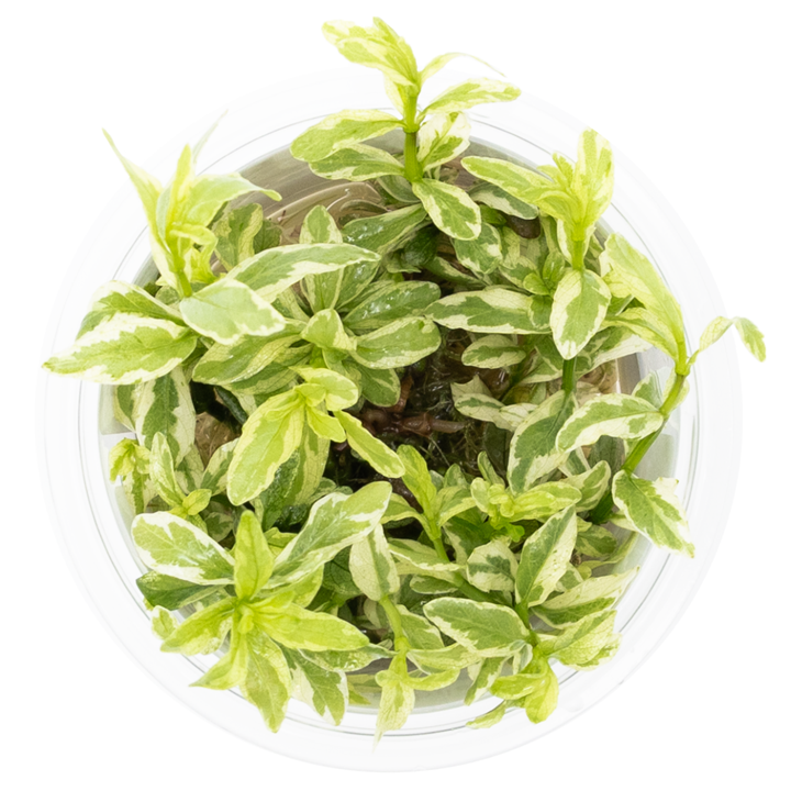 Tropica Hygrophila polysperma 'White' – 1-2-Grow! In Vitro