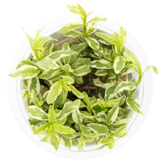 Tropica Hygrophila polysperma 'White' – 1-2-Grow! In Vitro