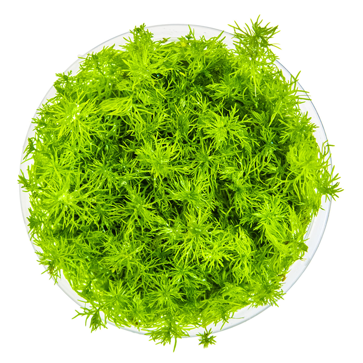 Tropica Myriophyllum sp. 'Guyana' – 1-2-Grow! In Vitro