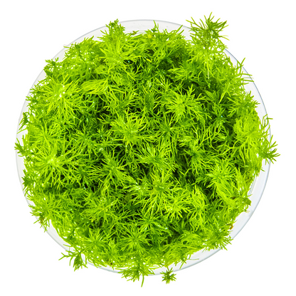 Tropica Myriophyllum sp. 'Guyana' – 1-2-Grow! In Vitro