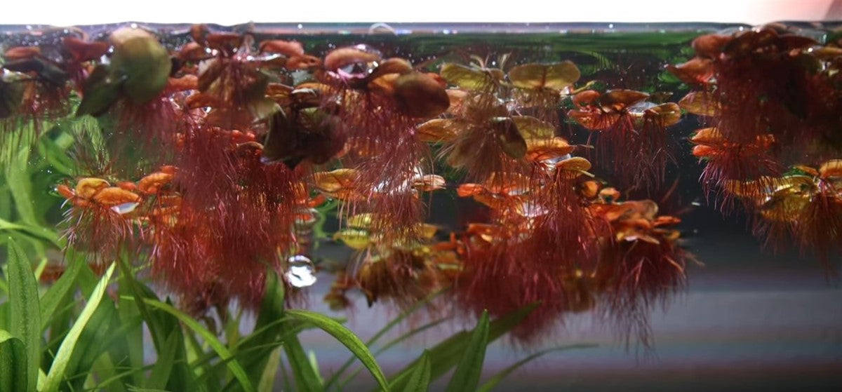 Tropica Phyllanthus fluitans – 1-2-Grow! In Vitro