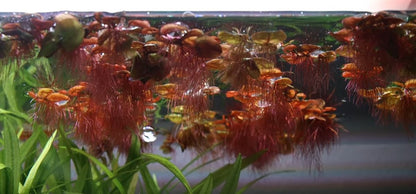Tropica Phyllanthus fluitans – 1-2-Grow! In Vitro