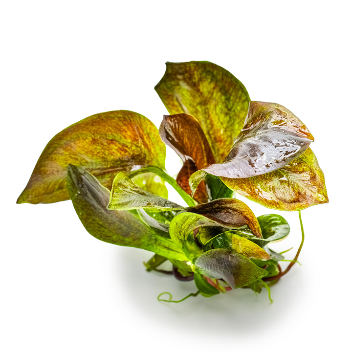Tropica Echinodorus 'Reni' – 1-2-Grow! In Vitro