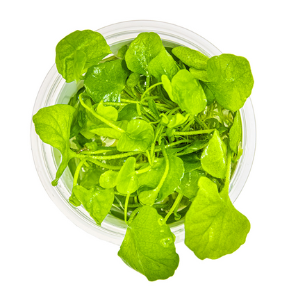 Tropica Nymphoides hydrophylla 'Taiwan' – 1-2-Grow! In Vitro