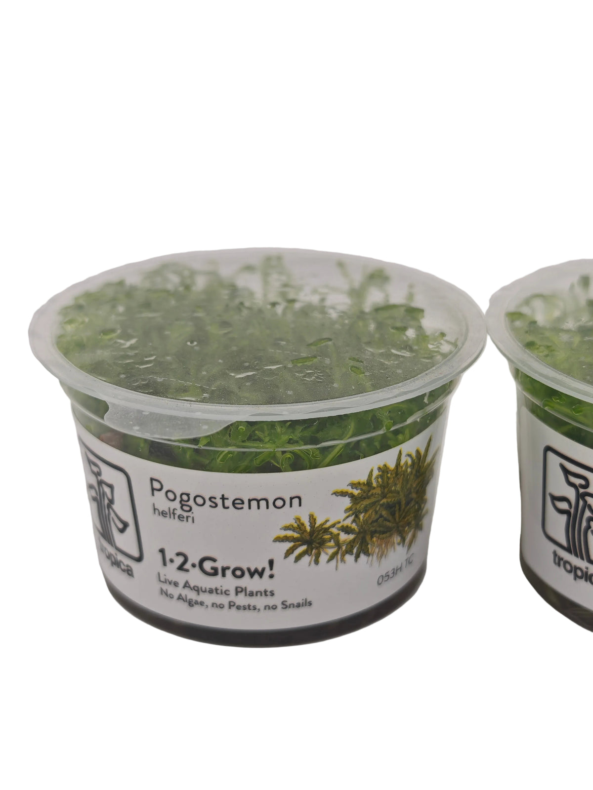 Tropica Pogostemon helferi In-Vitro Pack Double