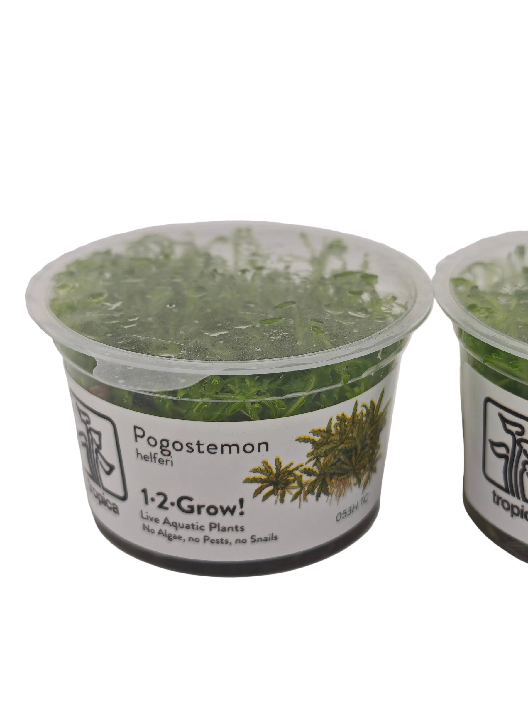 Tropica Pogostemon helferi In-Vitro Doppelpack