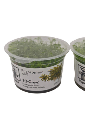 Tropica Pogostemon helferi In-Vitro Doppelpack