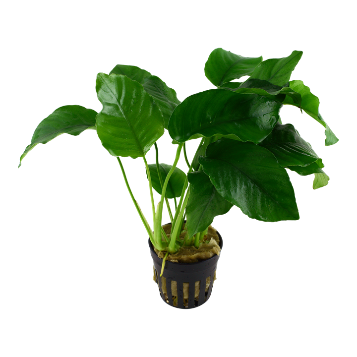 Tropica Anubias barteri var. barteri – Topfpflanze