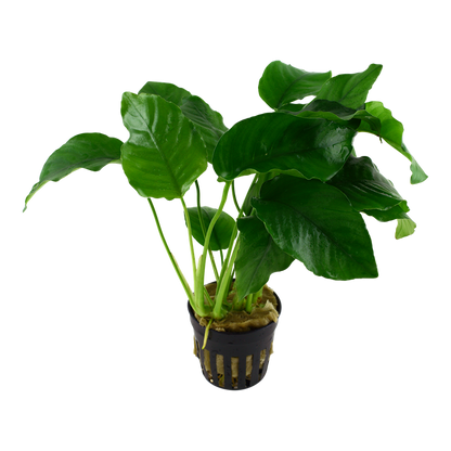 Tropica Anubias barteri var. barteri – Topfpflanze