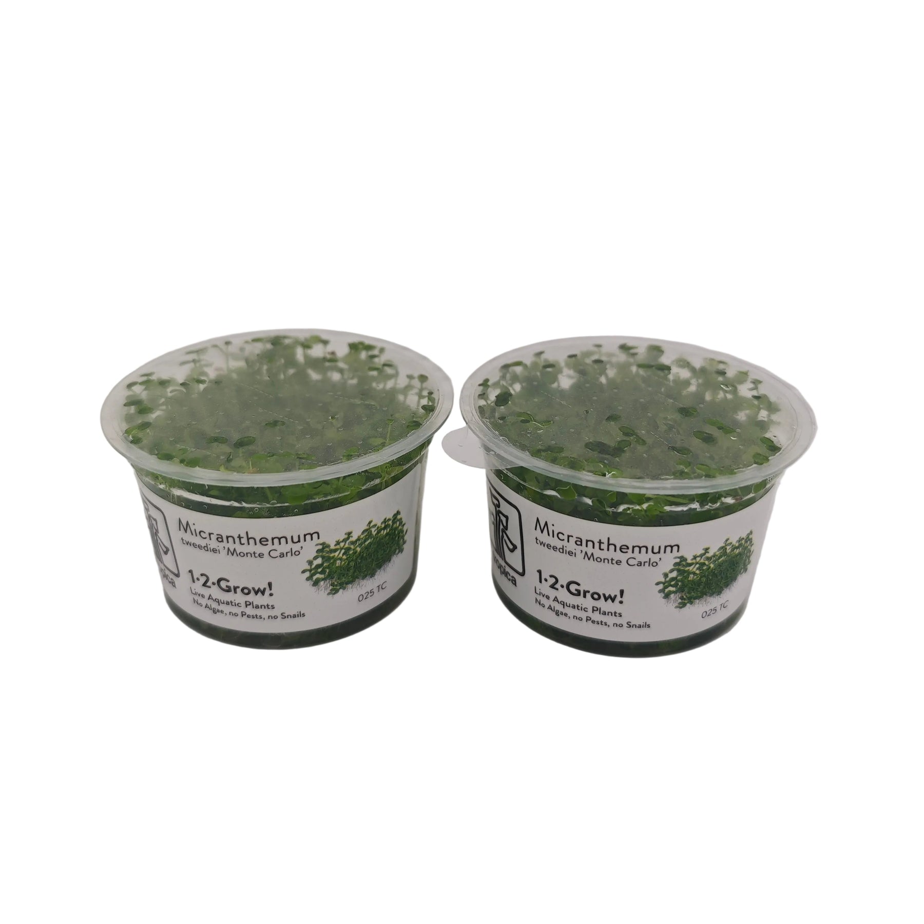 Tropica Micranthemum callitrichoides ´Cuba´ In-Vitro Doppelpack