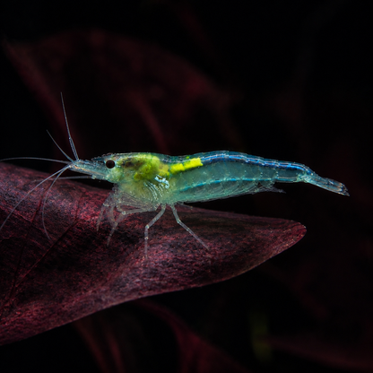 Crevette Blue Jelly, Neocaridina davidi