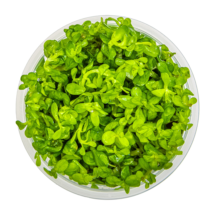 Tropica Rotala indica 'Bonsai' – 1-2-Grow! In Vitro