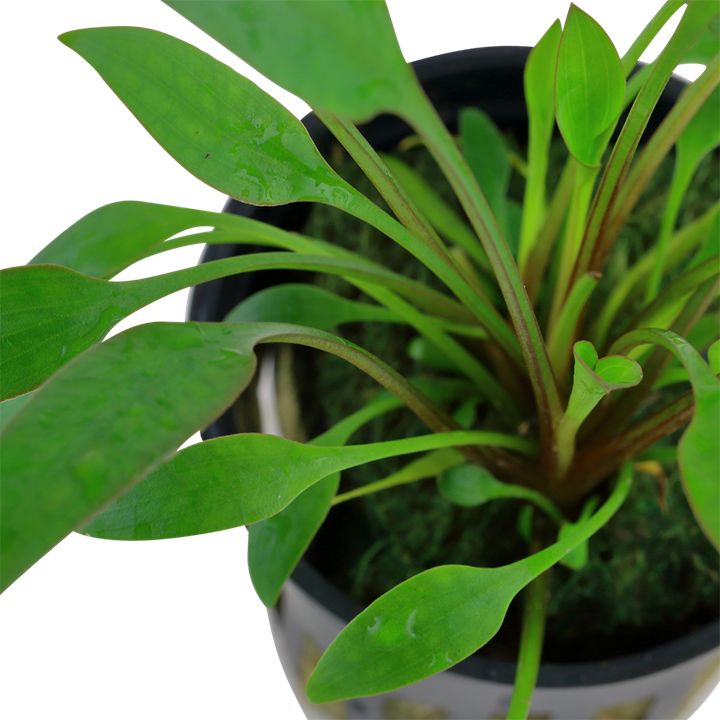 Tropica Cryptocoryne x willisii – Topfpflanze