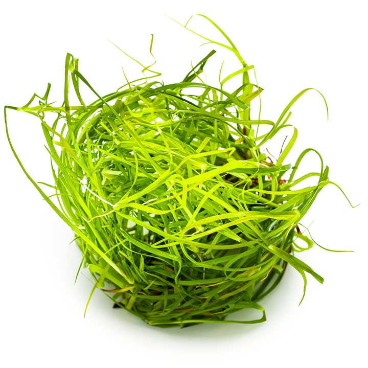 Tropica Juncus repens – 1-2-Grow! In Vitro