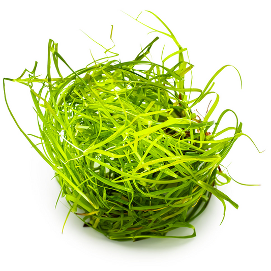 Tropica Juncus repens – 1-2-Grow! In-vitro