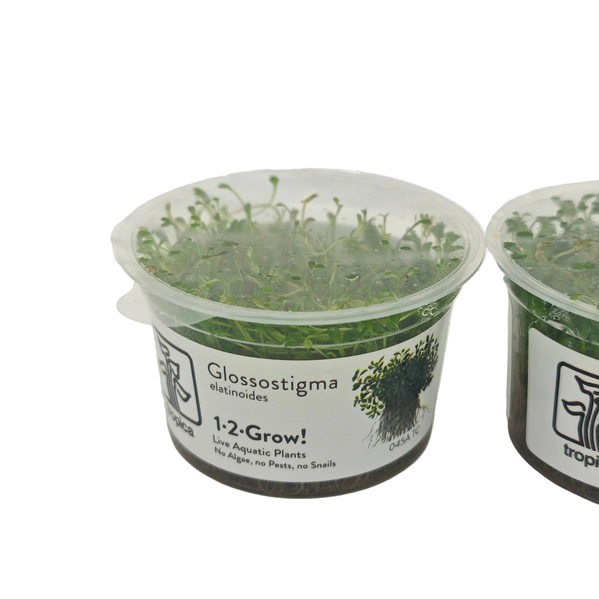 Tropica Glossostigma elatinoides In-Vitro Pack double