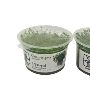 Tropica Glossostigma elatinoides In-Vitro Doppelpack