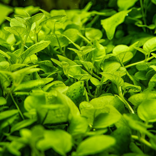 Tropica Hygrophila serpyllum – 1-2-Grow! In Vitro