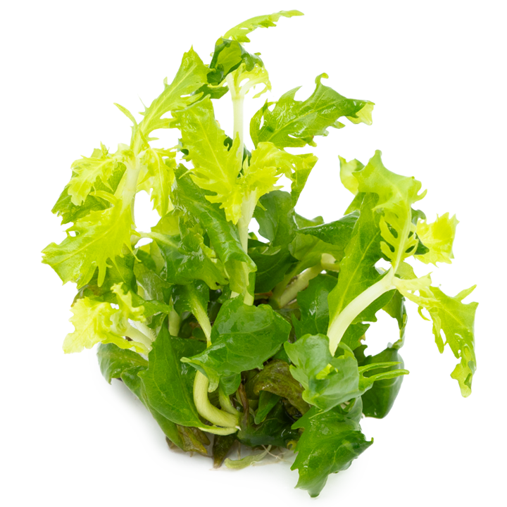 Tropica Hygrophila difformis – 1-2-Grow! In Vitro