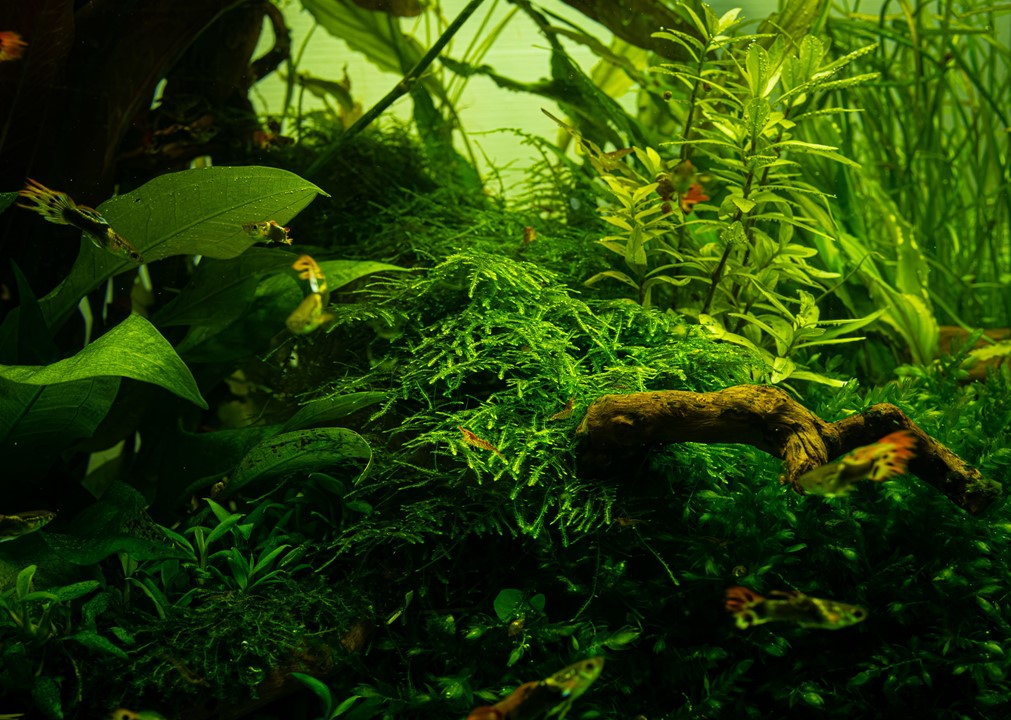 Tropica Taxiphyllum alternans 'Taiwan Moss' – 1-2-Grow! In Vitro