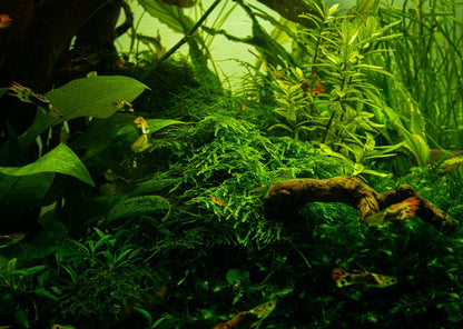 Tropica Taxiphyllum alternans 'Taiwan Moss' – 1-2-Grow! In Vitro